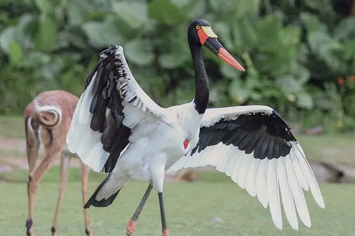 Sadlebilled stork